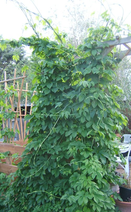 tall house plants pictures. Tall hops plant