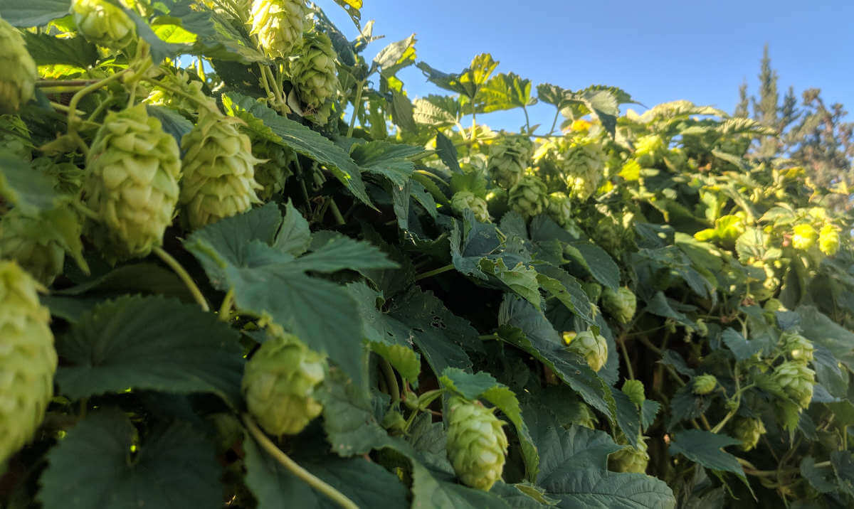 USDA-ARS officially releases new public hop variety – Vista